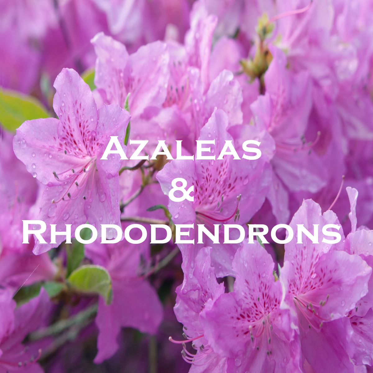 fertiliser rhododendron EVERGRO Rhododendron & Azalea Food Fertilizer 2Kg