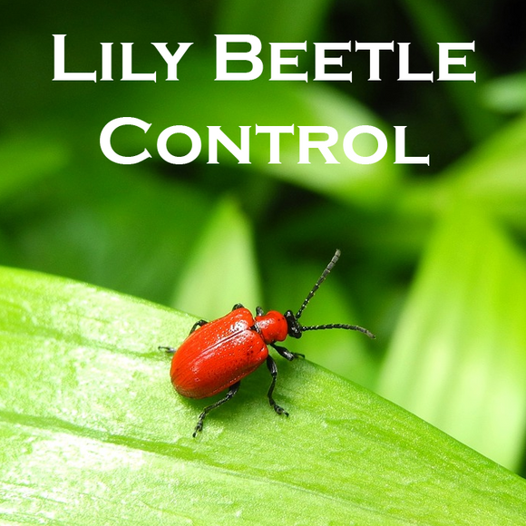 Lily Leaf Beetle Control