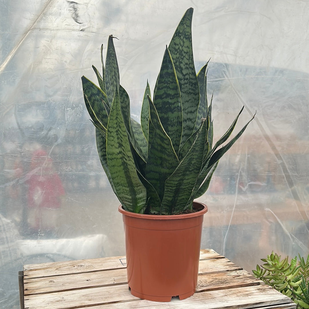 Sansevieria - Golden Edge