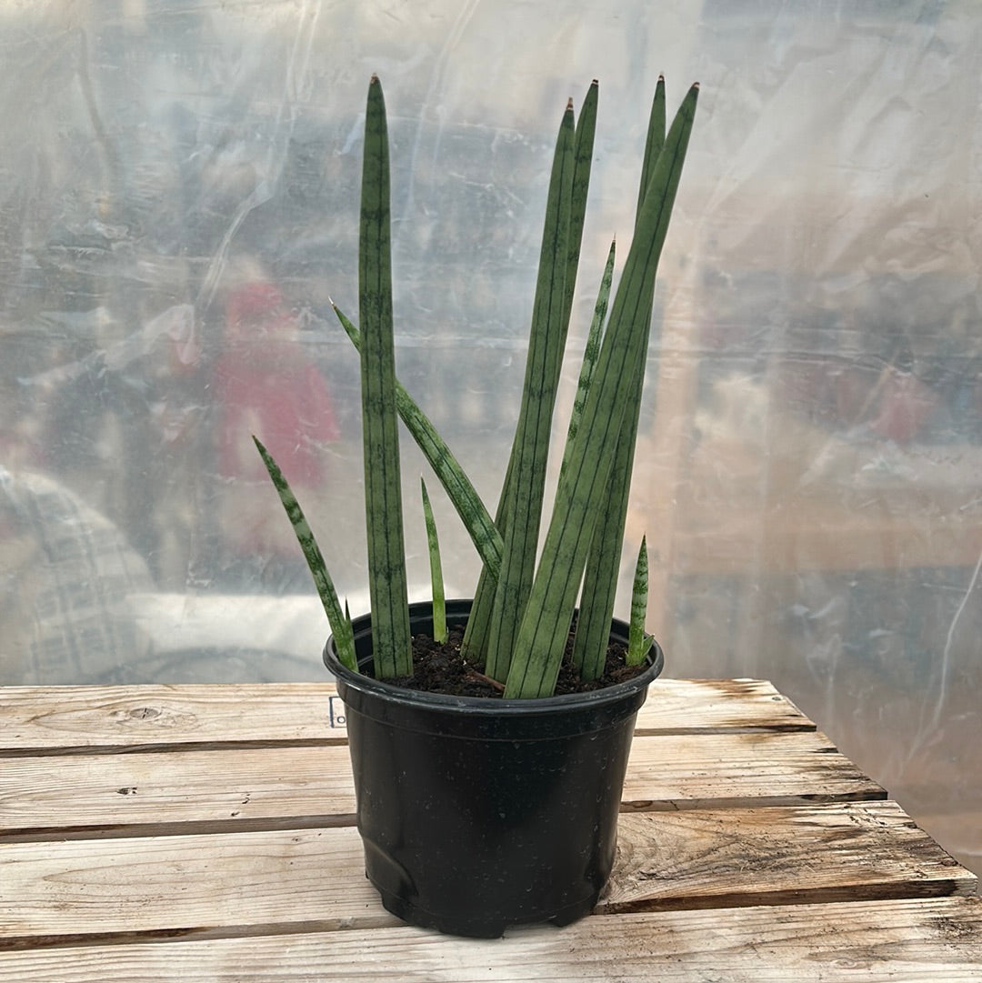 Sansevieria