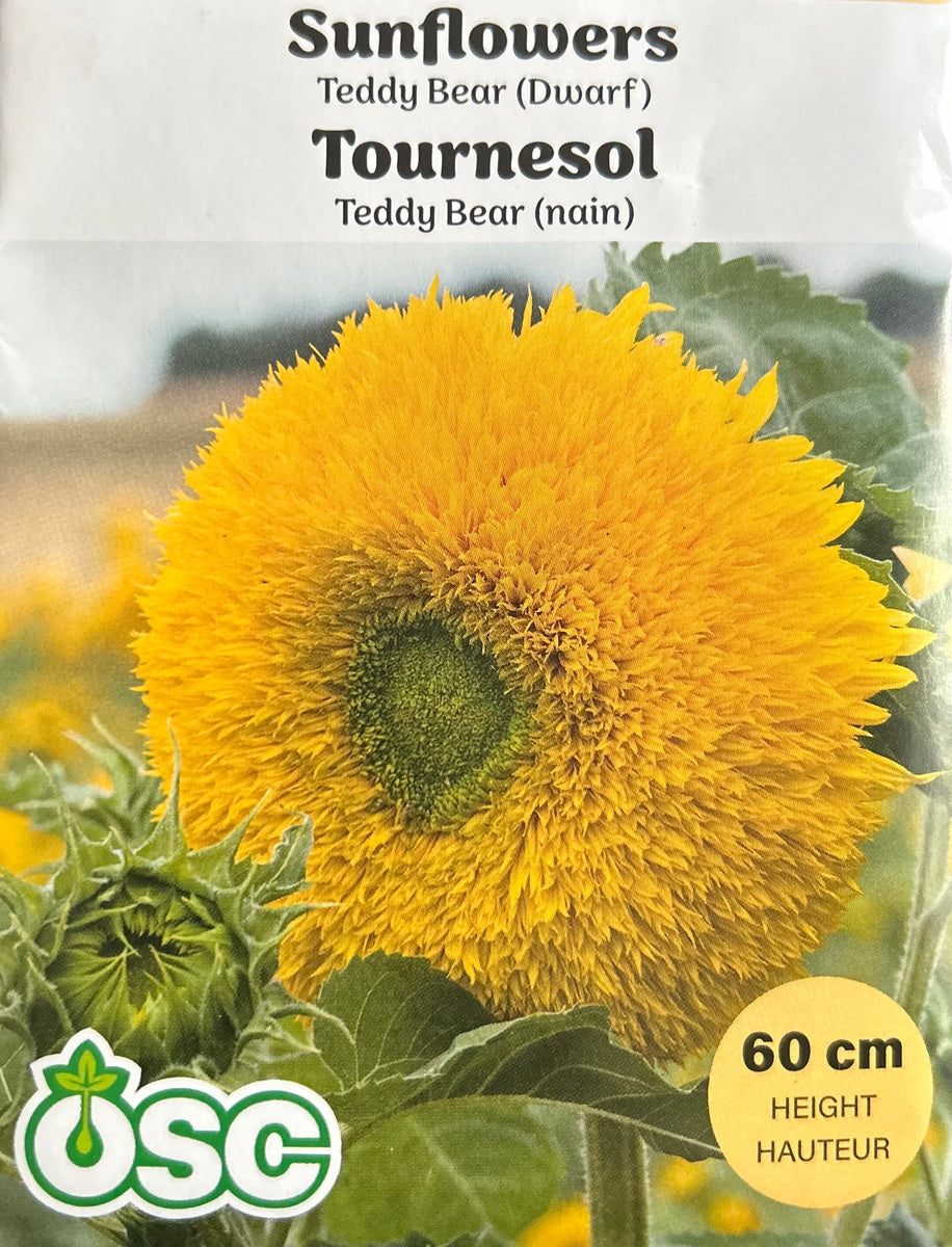 Sunflower - Teddy Bear (Dwarf) (Seeds) – Sunset Nursery