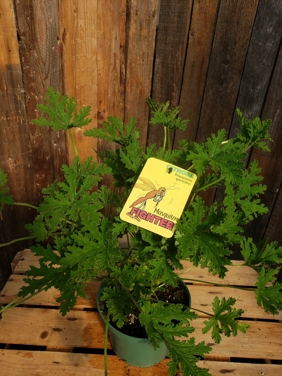 Citrosa Geranium (Citronella) (Mosquito Plant)