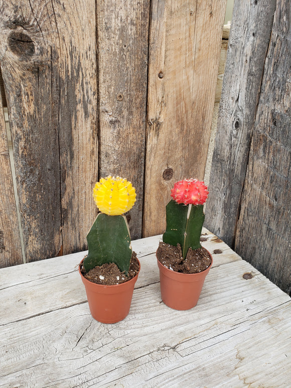 Cacti - Grafted (Moon Cactus) 2.5