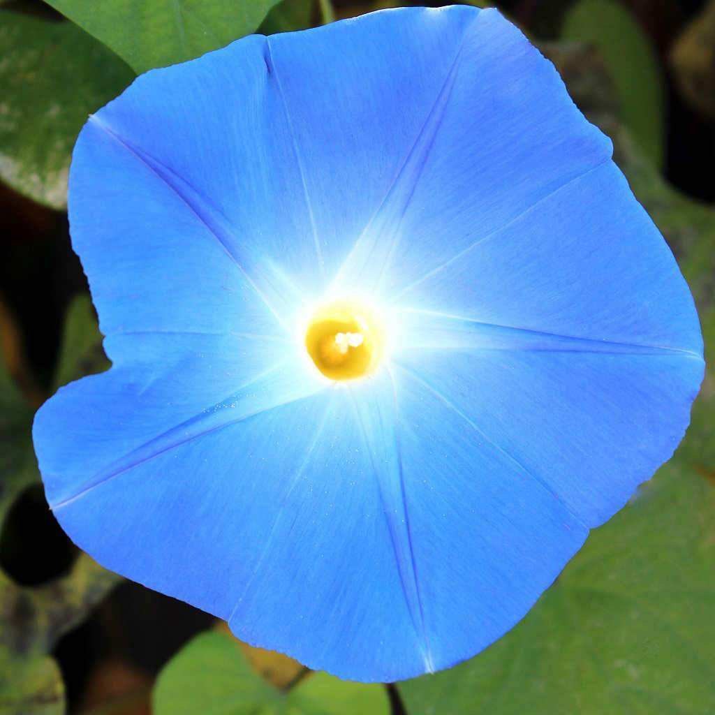 Morning Glory - Heavenly Blue (Seeds) – Sunset Nursery