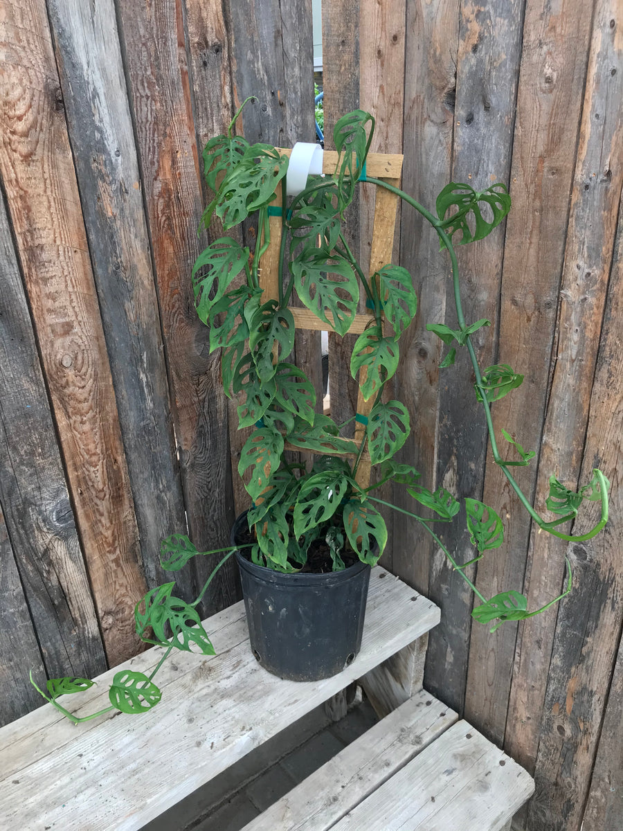 Philodendron Swiss Cheese Plant on Trellis Sunset Nursery