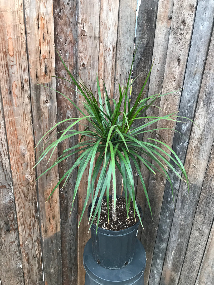 dracaena candelabra Dracaena Marginata
