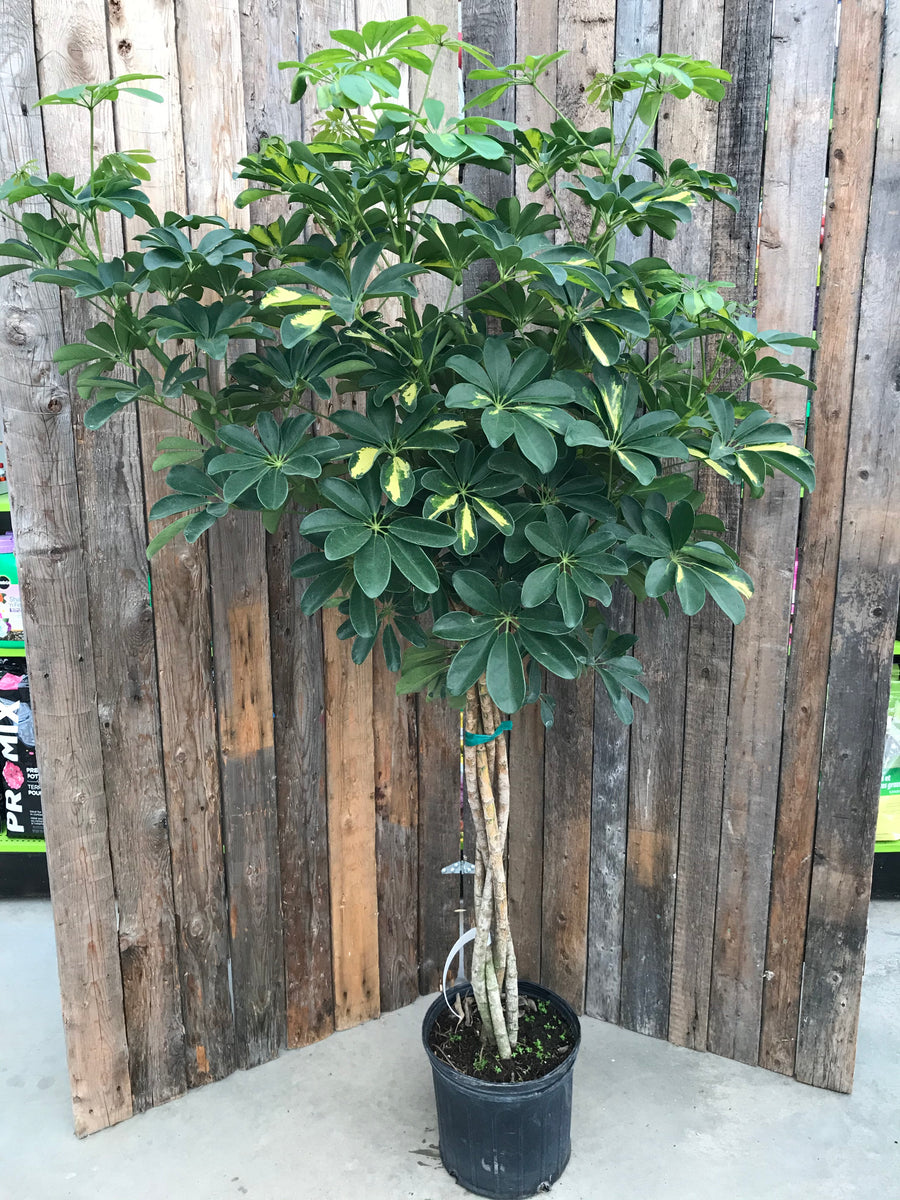 schefflera arboricola braid Schefflera