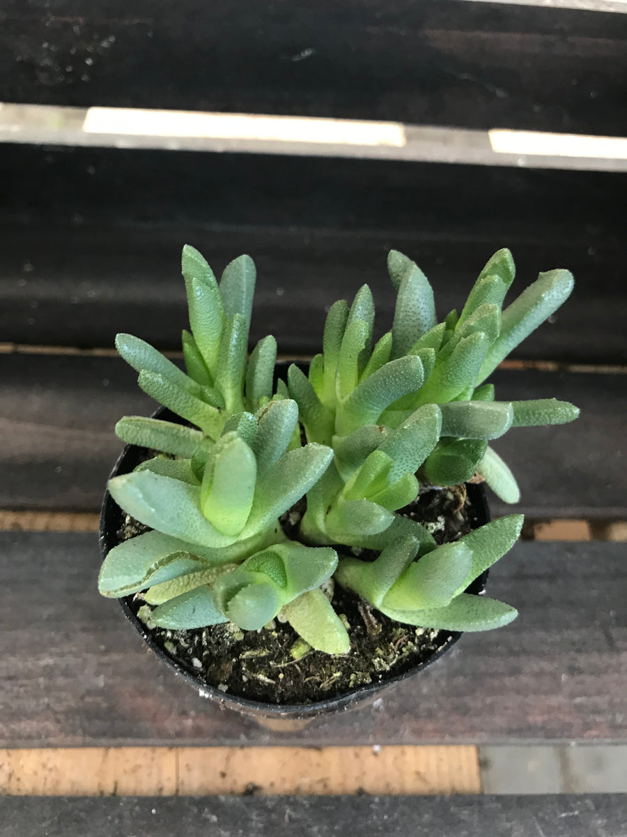 stomatium succulent Mimicry Plant