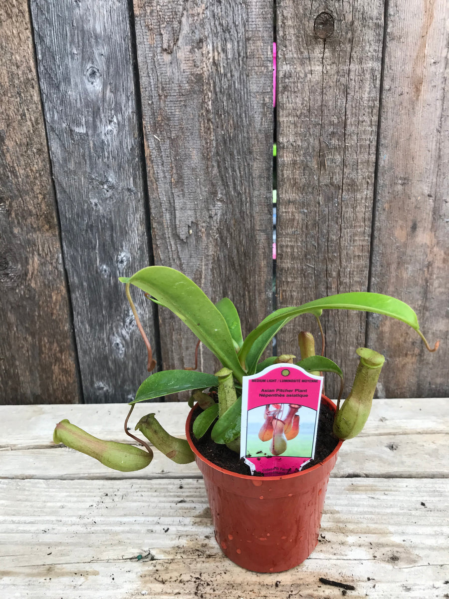 Asian Pitcher Plant – Sunset Nursery