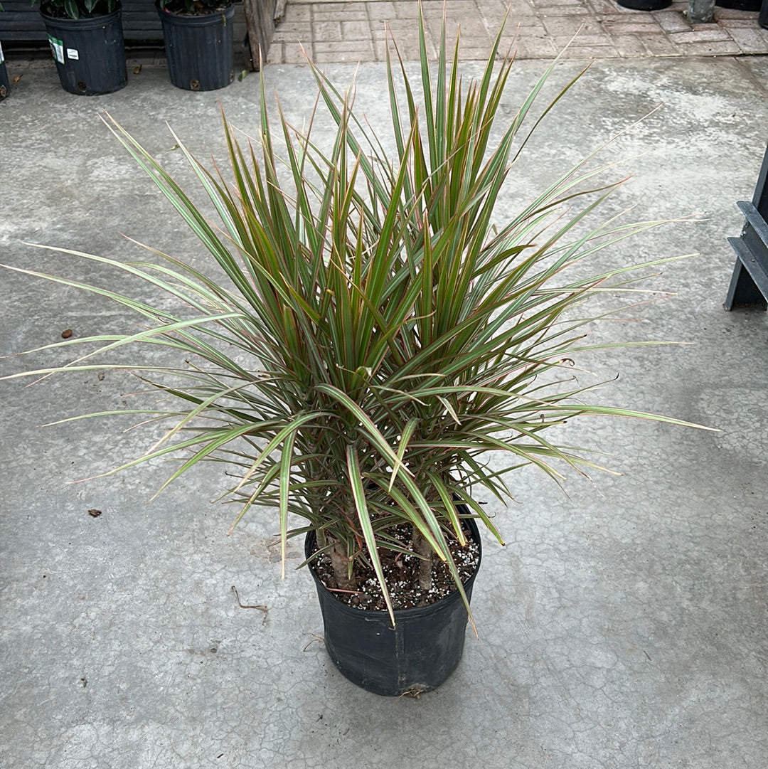 Dracaena Marginata