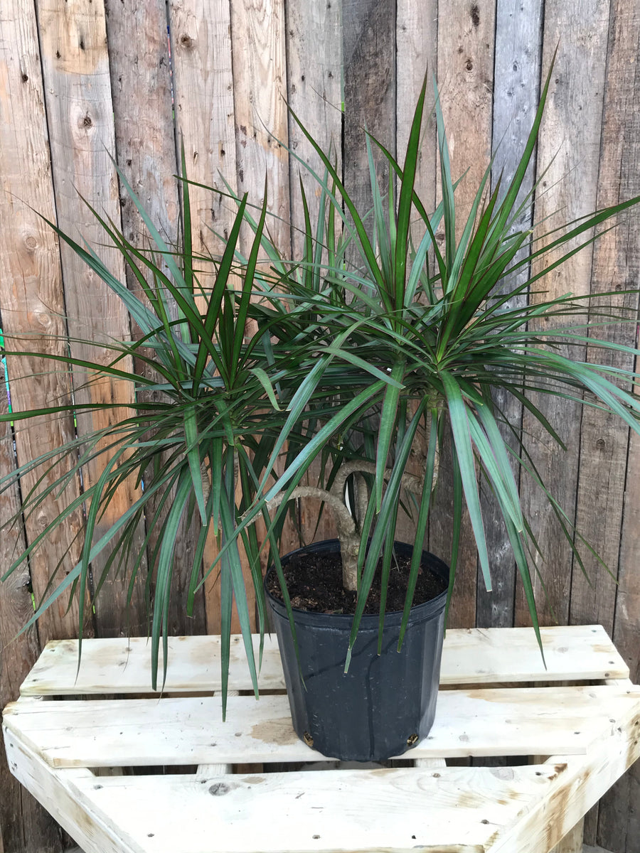 dracaena marginata candelabra Dracaena