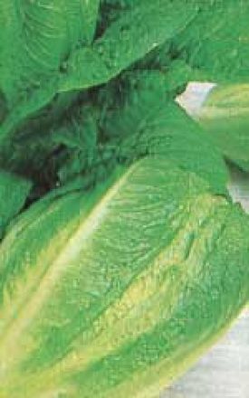 Lettuce - Paris White Cos Romaine (Seeds) – Sunset Nursery