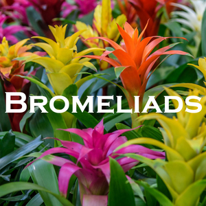 Bromeliads