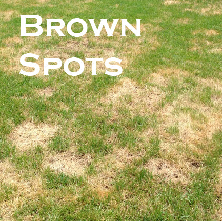 Brown Patches In Your Lawn