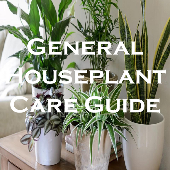 General House Plant Care Guide