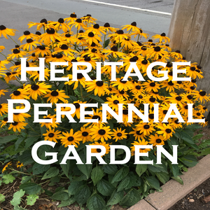 Plants For A Heritage Perennial Garden