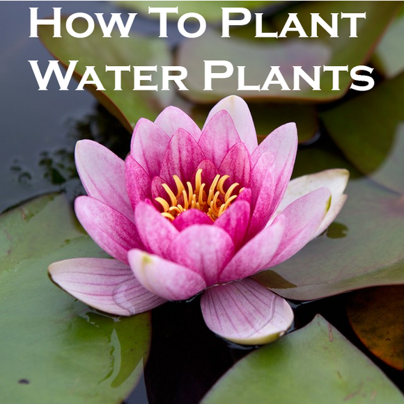 How To Plant Water Plants