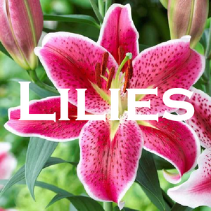 Lilies