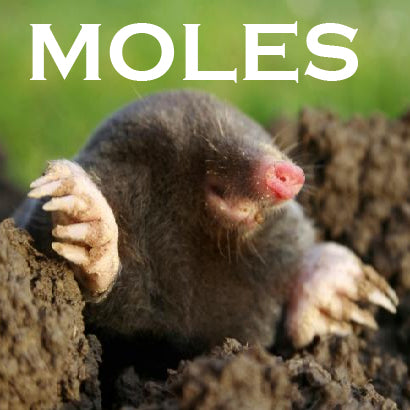 How to deal with and identify moles in your lawn