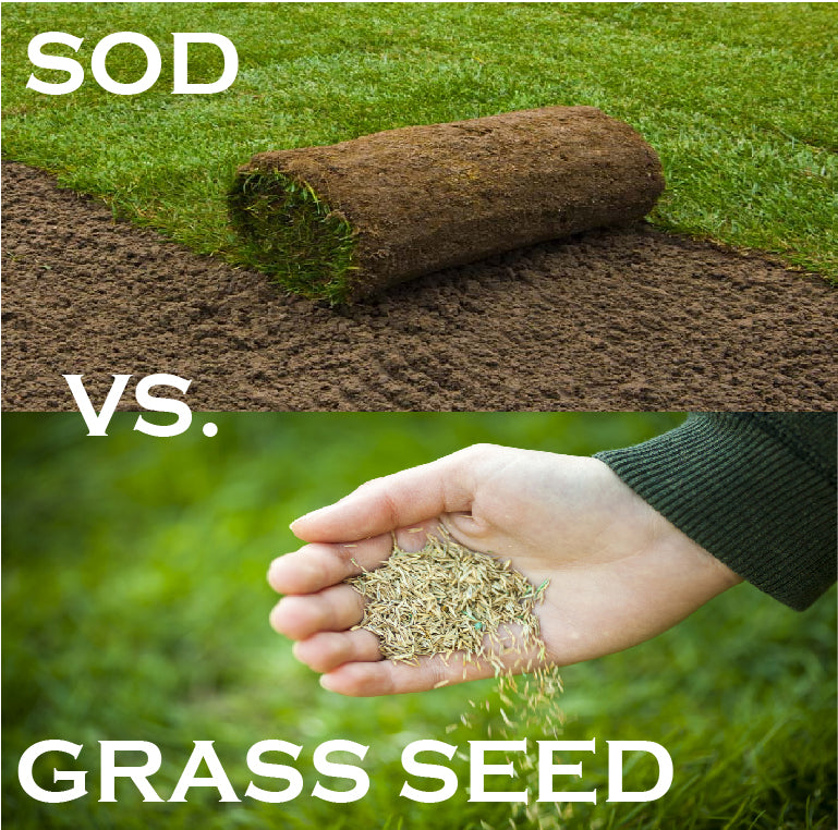 Sod vs Grass Seed