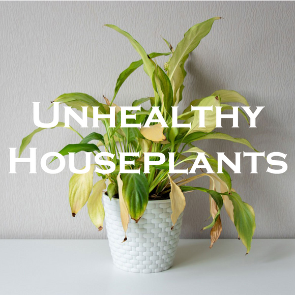 Unhealthy House Plants