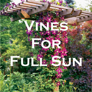 Vines For Full Sun