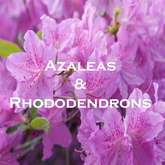 Azaleas & Rhododendrons