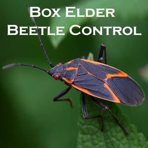 Box Elder Beetle Control