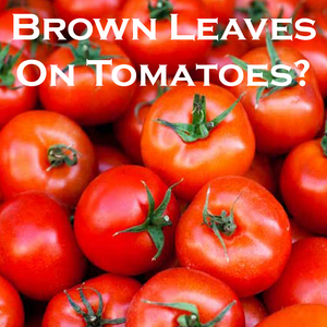 How To Prevent Your Tomato Leaves From Turning Brown