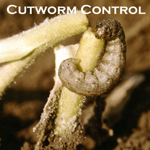 Cutworm Control
