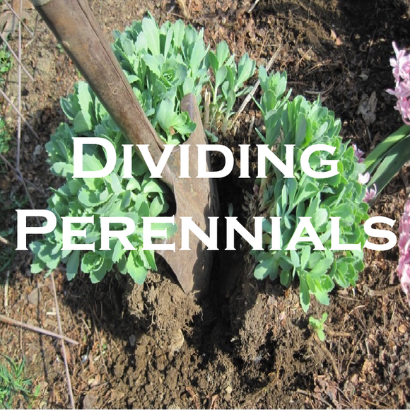 Dividing Perennials