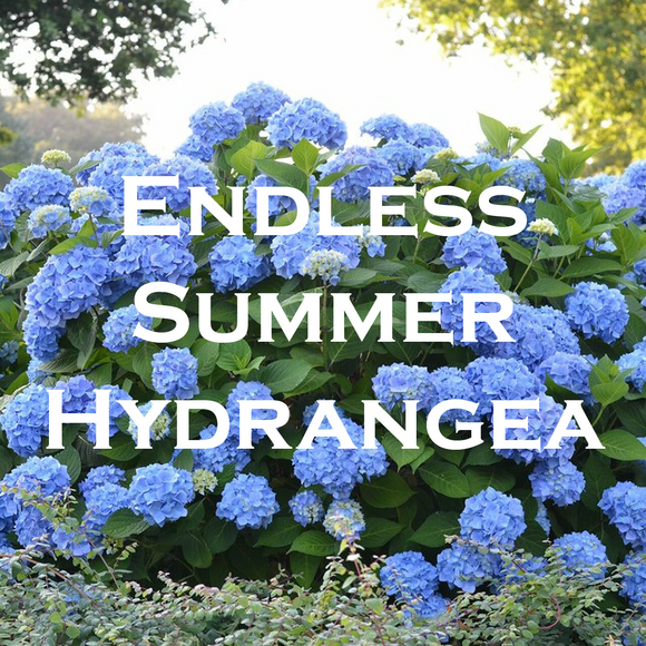 Endless Summer Hydrangea
