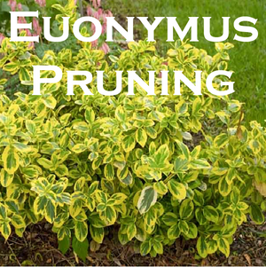 Pruning Euonymus