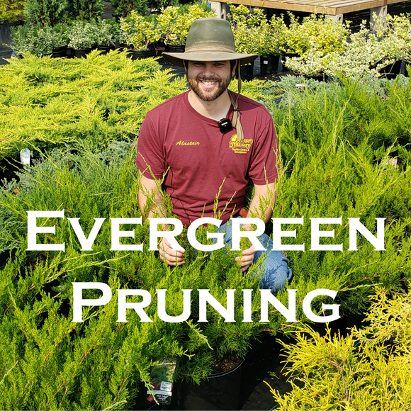 Pruning Evergreens