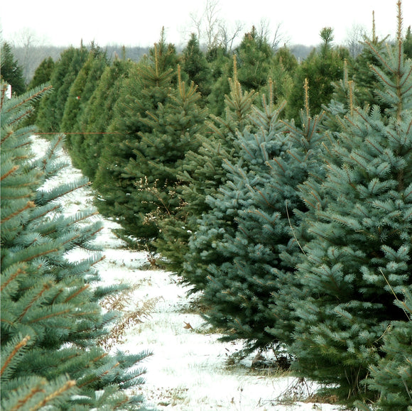 Fresh Christmas Tree Care