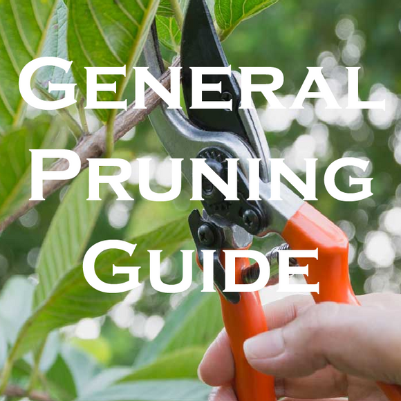 General Pruning Guide