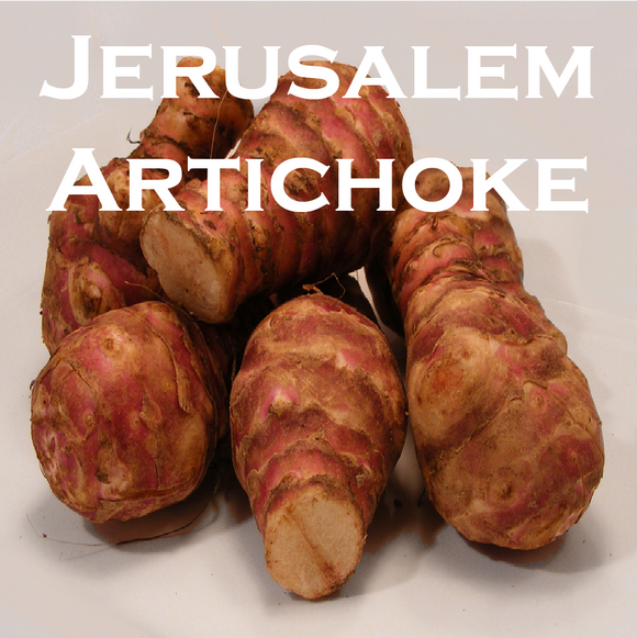 Jerusalem Artichoke
