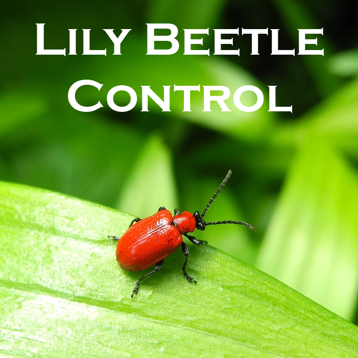 Lily Leaf Beetle Control – Sunset Nursery