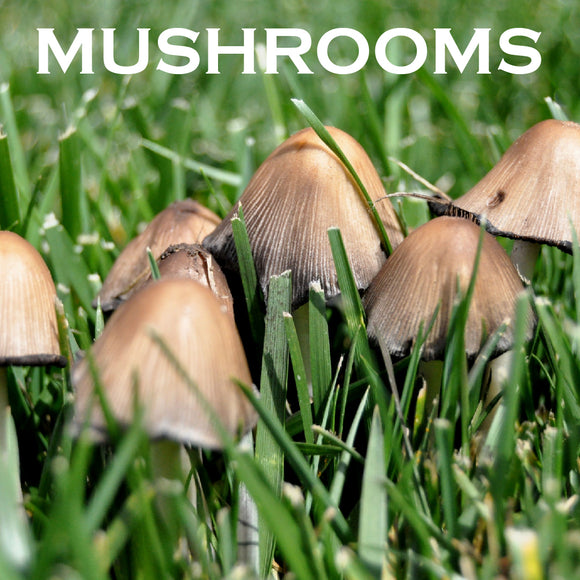 Mushrooms on lawn?