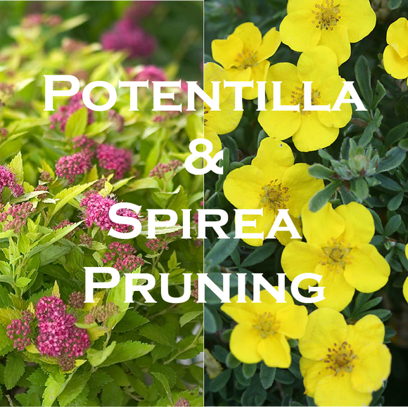 Pruning Potentilla & Spirea Shrubs
