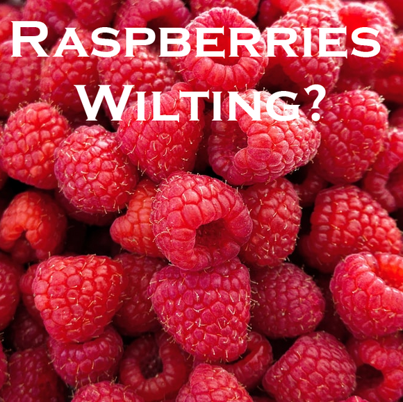 Raspberries Wilting?