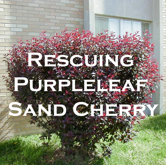 Rescuing Purpleleaf Sand Cherry
