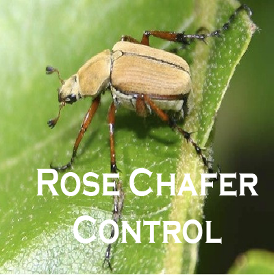 Rose Chafer Control