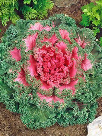 Flowering Cabbage & Kale