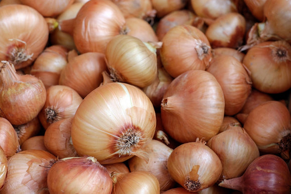 Onion Bulbs