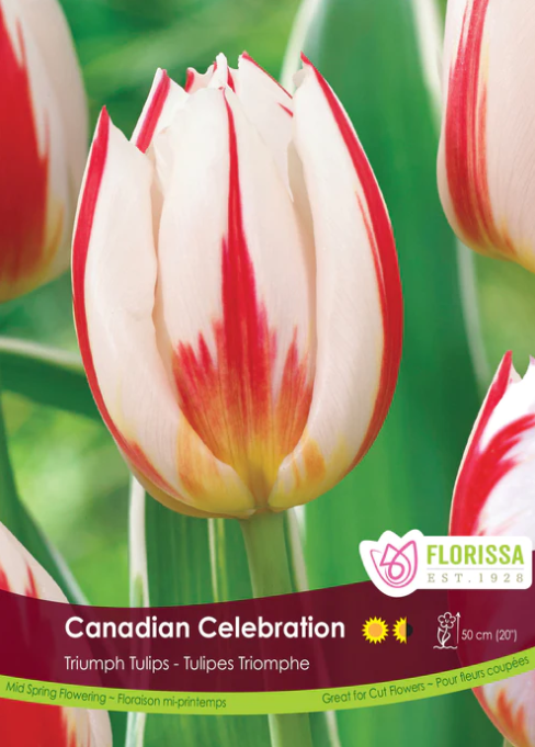 Tulip Bulbs - Canadian Celebration