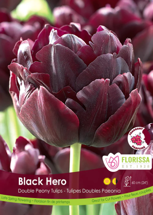 Tulip Bulbs - Black Hero Double Peony