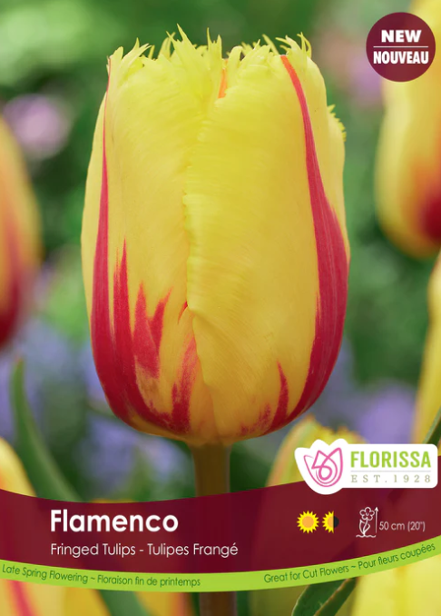 Tulip Bulbs - Flamenco