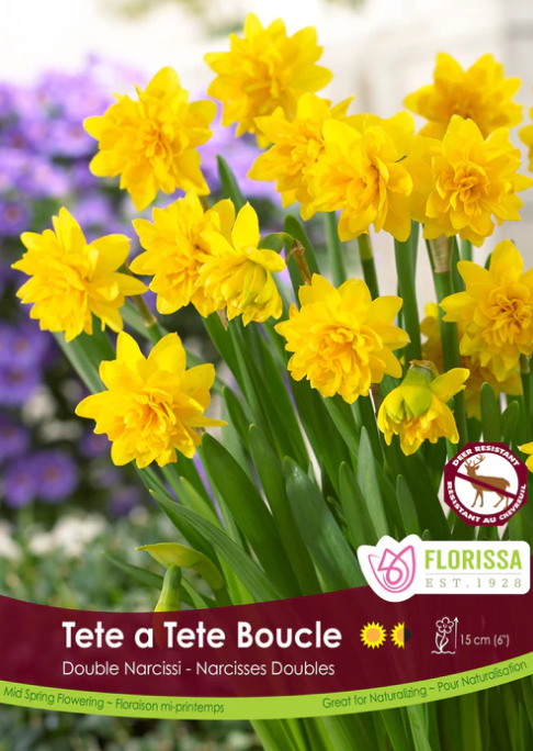 Narcissus Bulbs - Tete a Tete Boucle