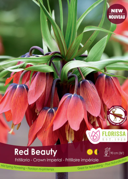 Fritillaria Bulb - Red Beauty
